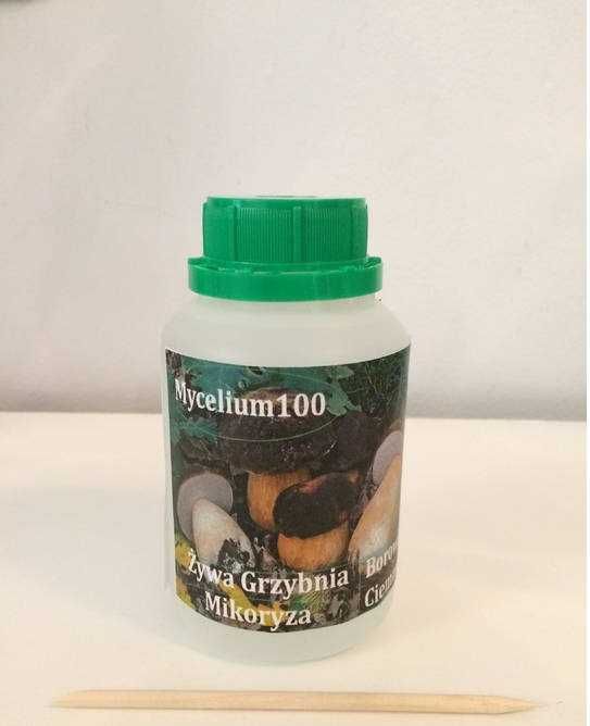 Żywa Grzybnia, Mikoryza Mycelium100 Borowik ciemny 70 aplikacji.