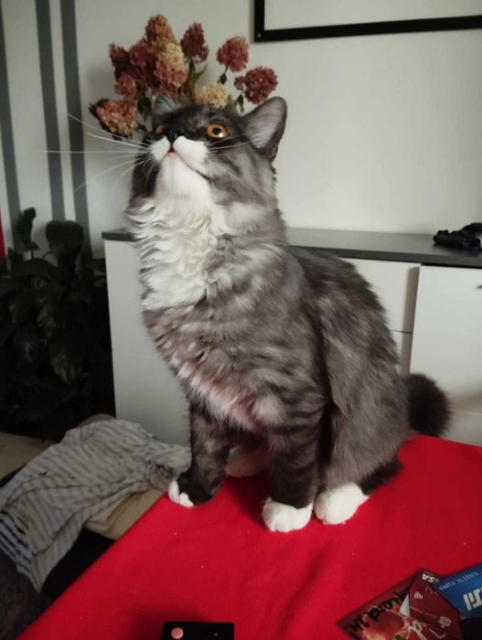 Ta śliczna koteczka- kto zgubił ?