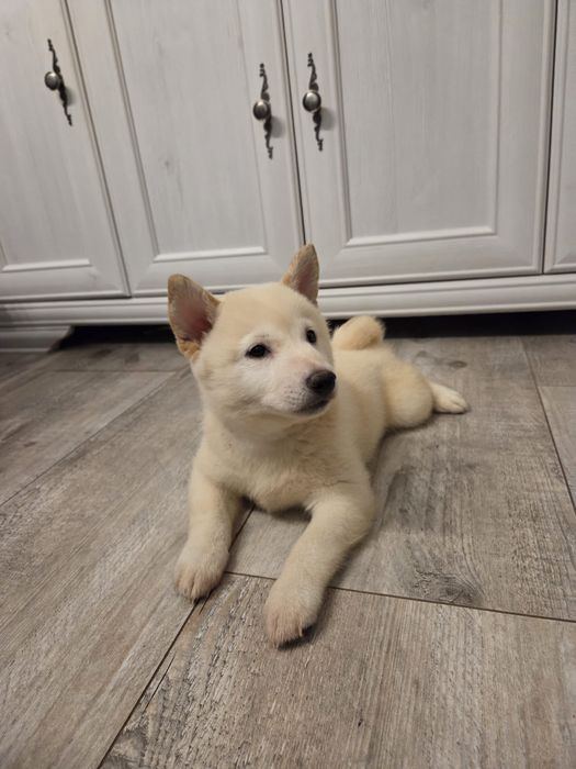 Kremowy piesek Shiba inu