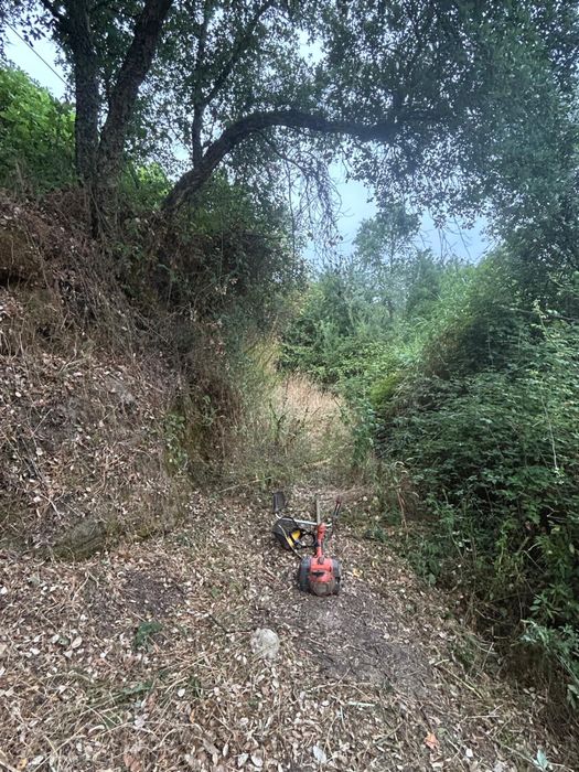 Serviços de silvicultura