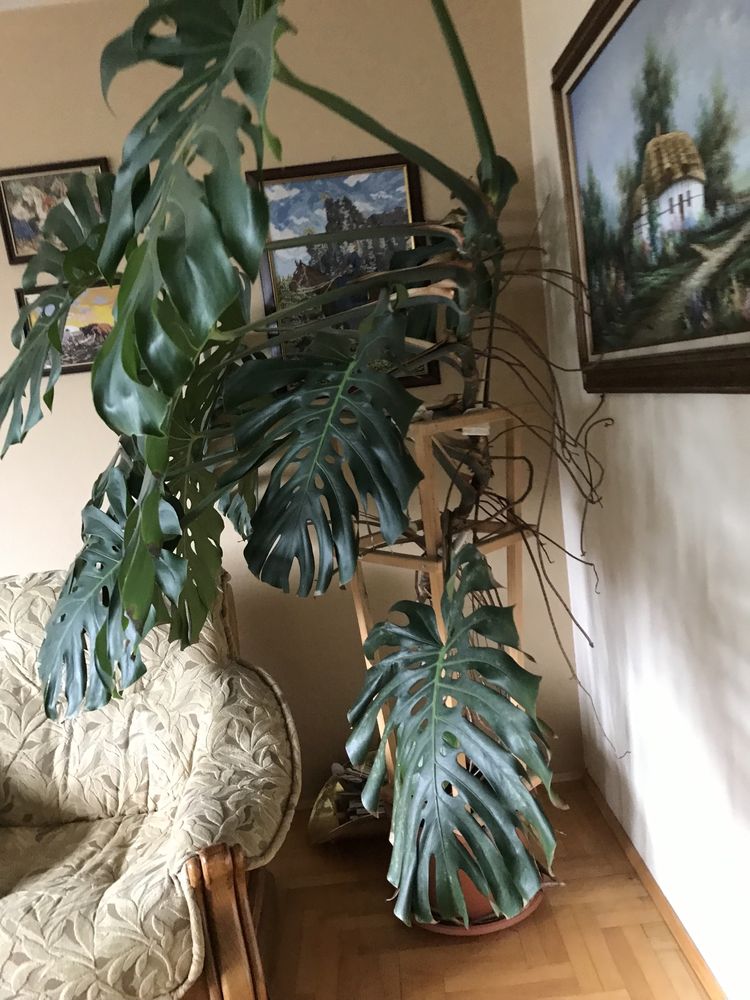 Monstera ponad 2,5m!