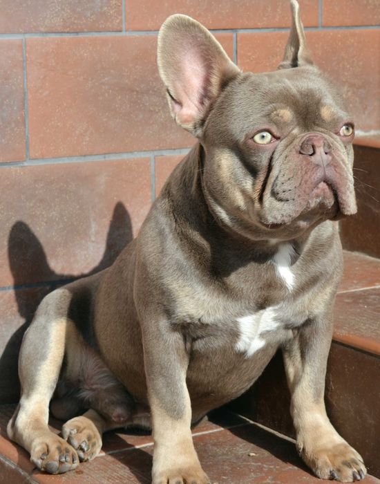 В'язка. Продажа . Французький бульдог Ізабелла тан