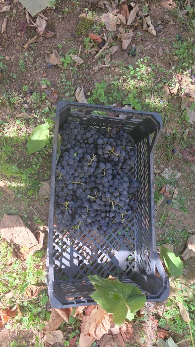 Vendo uvas americanas