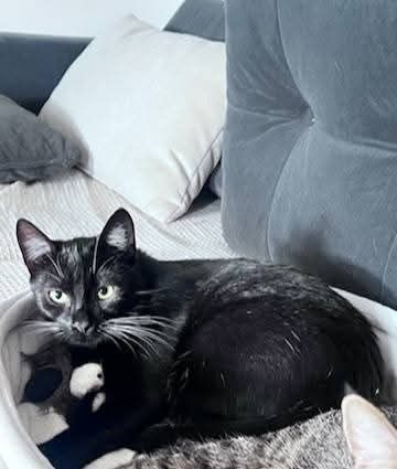 Kotka młoda czarna biała