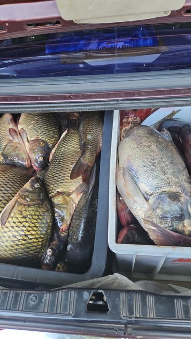 Продам живі та варені раки