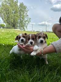 Jack Russell Terrier FCI ZKwP chłopiec