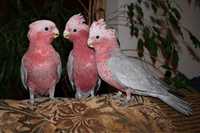 Розовый КАКАДУ птенцы в наличии!!!