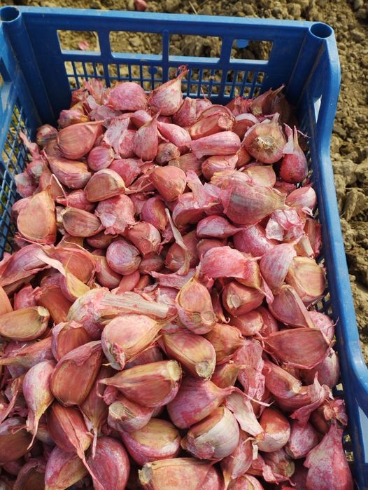 Часник Харківський фіолетовий на посадку