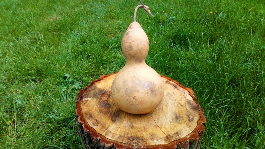 Tykwa, Calabash, Odmiana Mini Bottle Gourds, Feng shui, mała butelka .