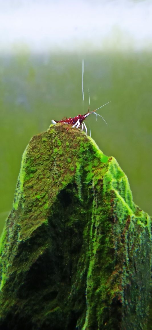 krewetka cardinal sulawesi