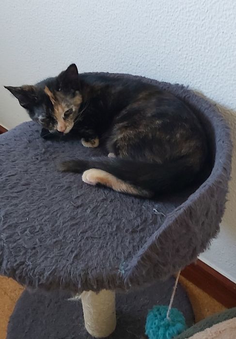 Gatinha para adoção
