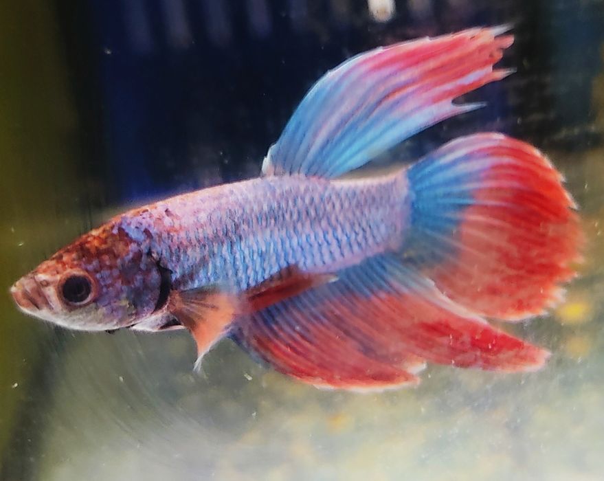 Bettas Azul XL Lindo E Outras Cores