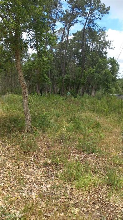 Terreno / 1.320m2  / Monte Real / Leiria