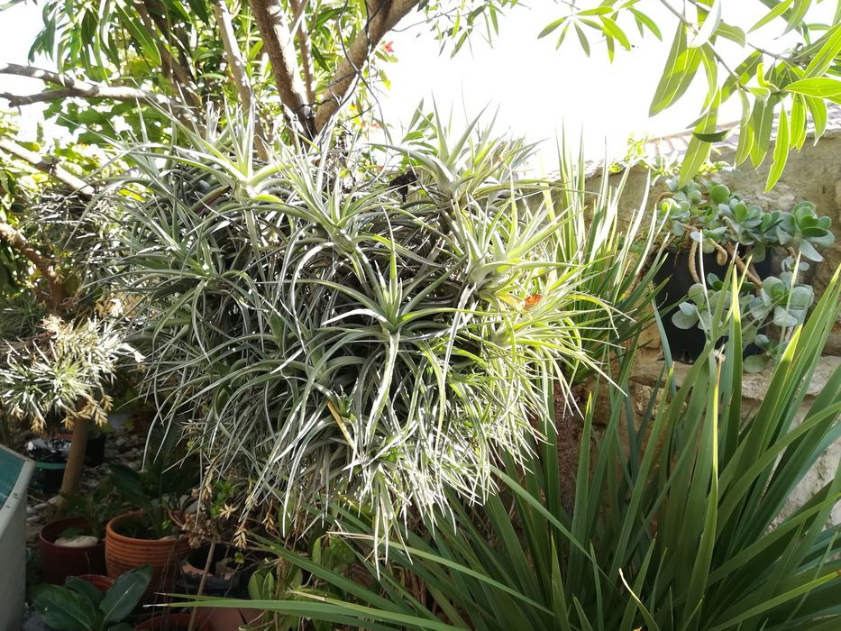 Planta aérea da  flor na primavera cor rosa e azul  .