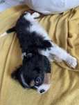 Cavalier king charles spaniel samiec tricolor
