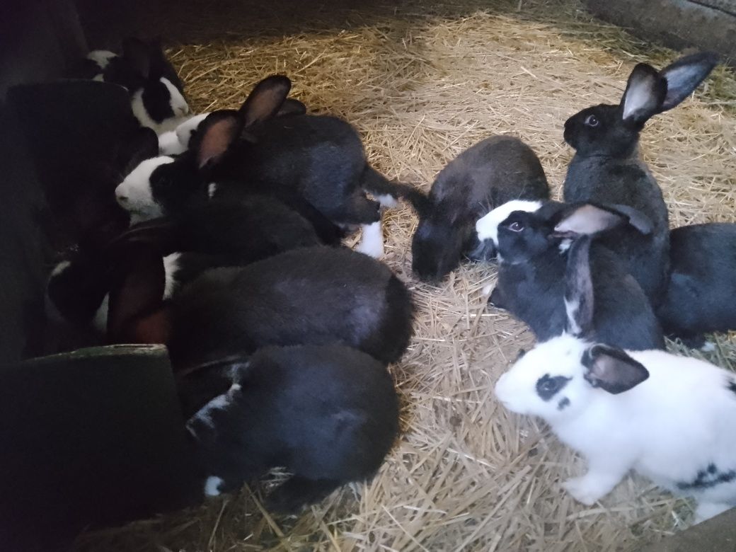 Króliki młode oraz samice z młodymi i zakocone