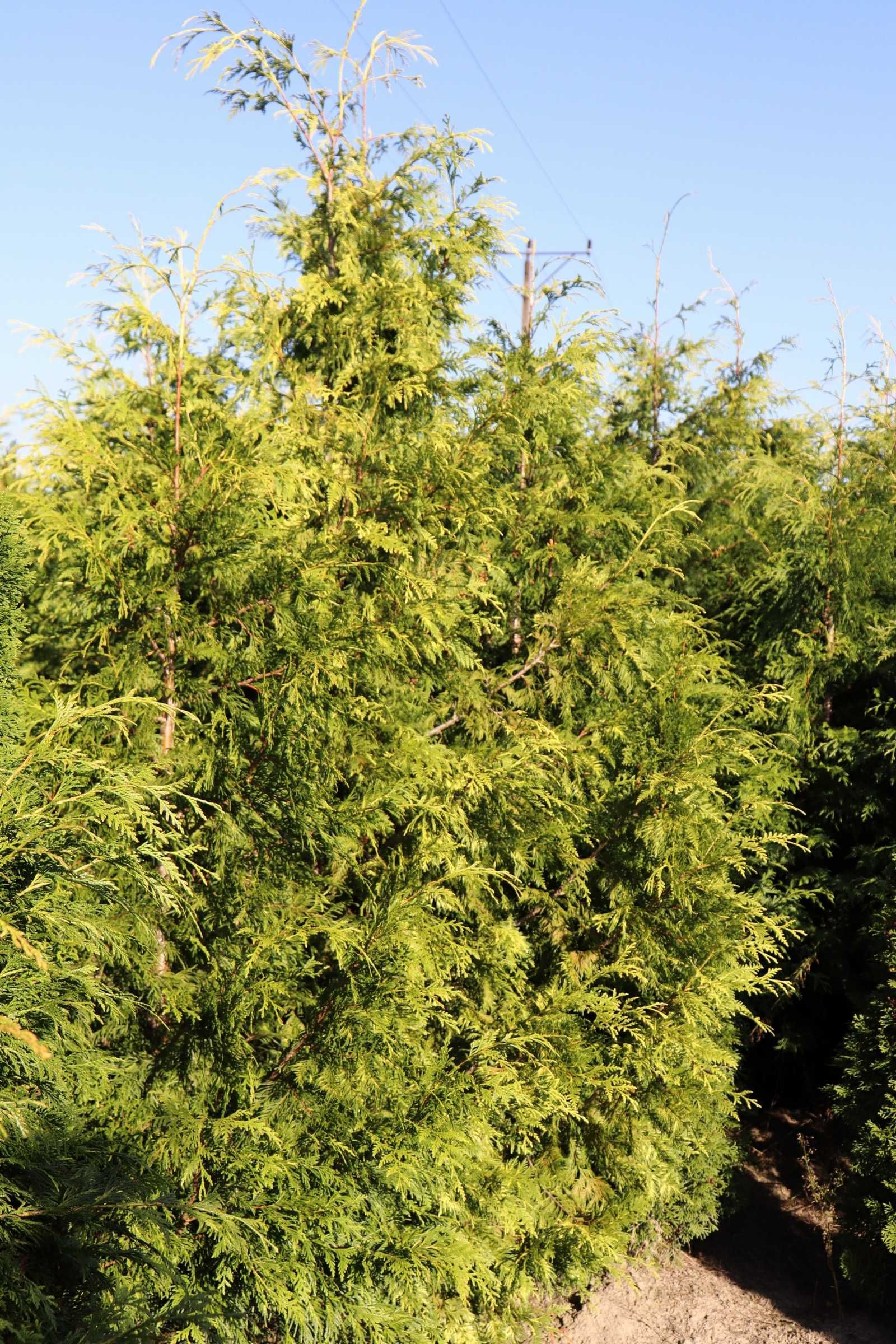 THUJA ZEBRINA EXTRA GOLD 2-3 m, na sprzedaż