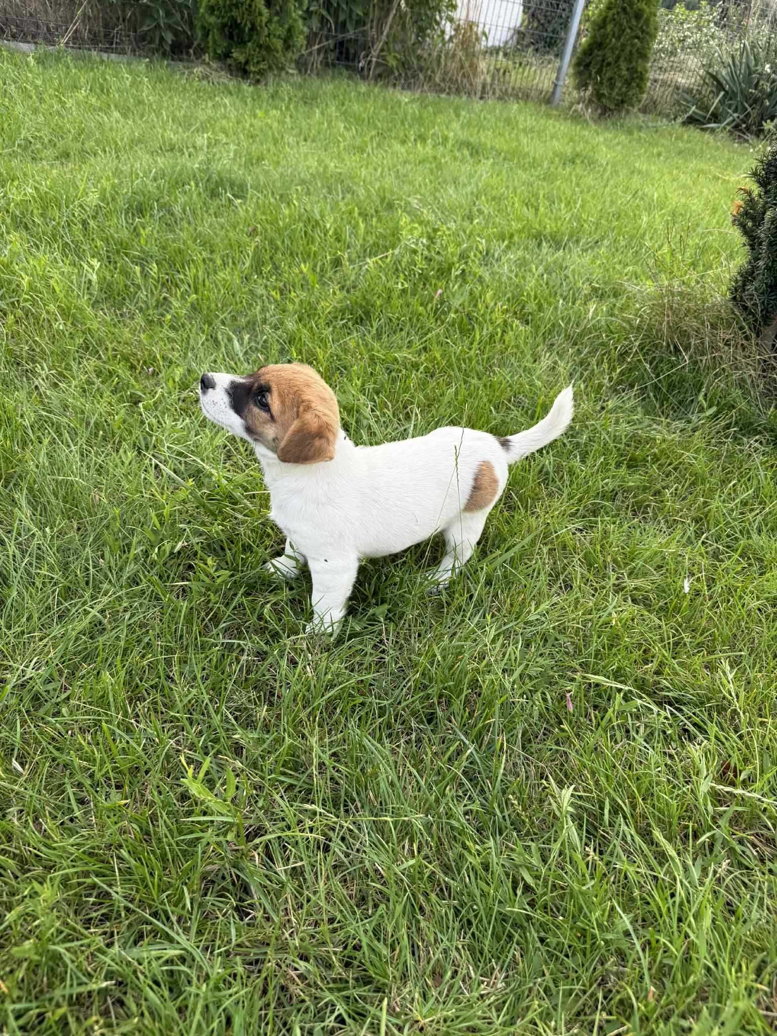 Jack Russell Terrier