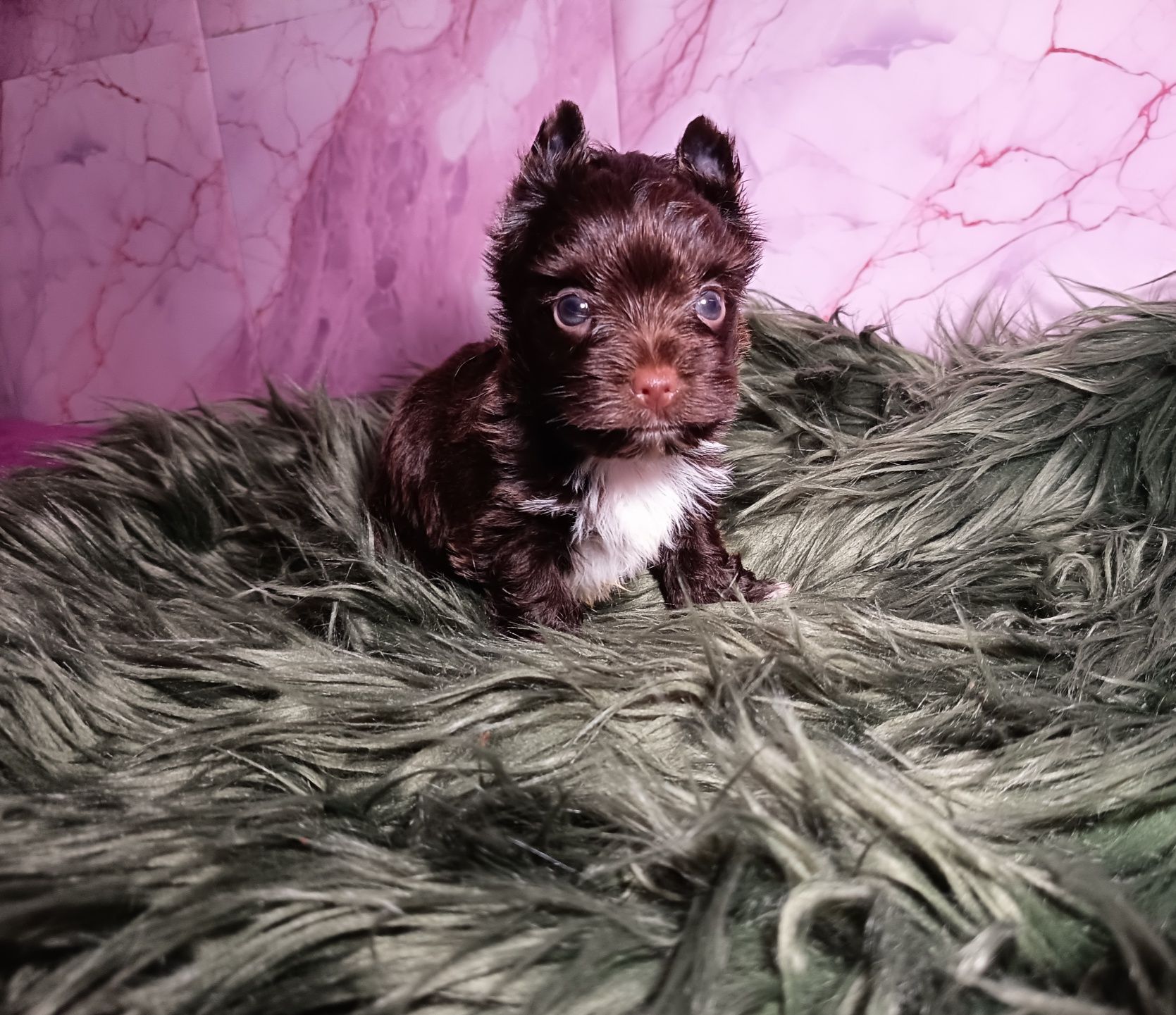 Dark Choco Yorkshire Terrier ciemno czekoladowy-Piesek Chocolate