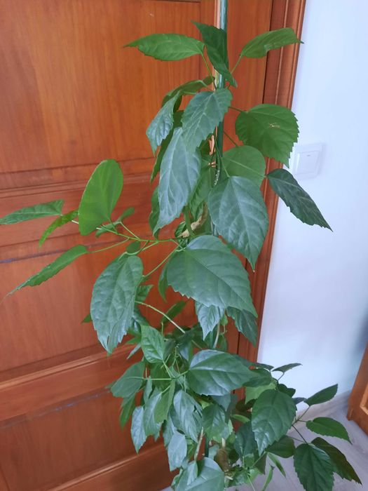 Китайська рожа і гібіскус кімнатна