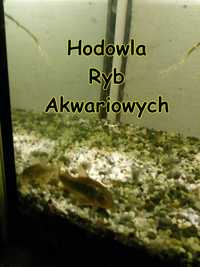 Kirysek spiżowy ( domowa hodowla ryb akwariowych).