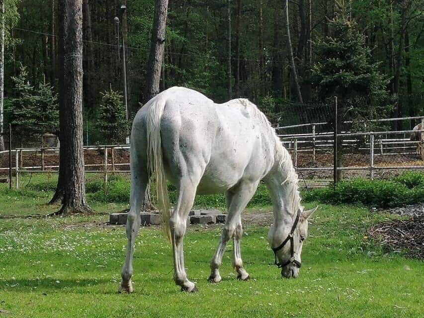 Klacz małopolska