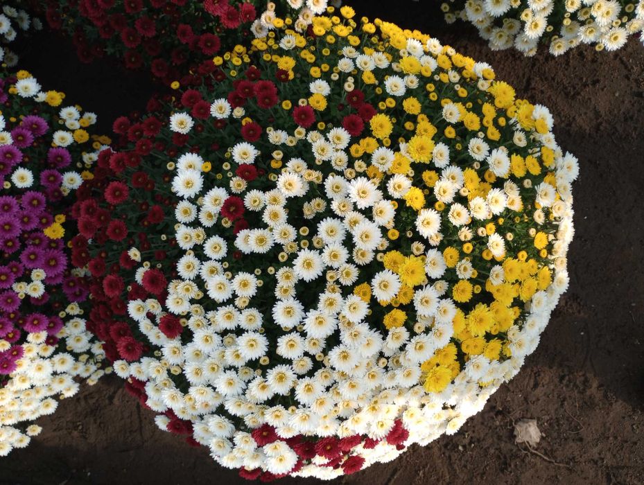 Chryzantemy drobnokwiatowe - trójkolory  miksy  na 01.11