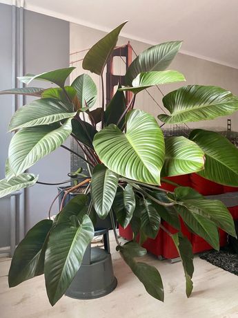 Ogromny Philodendron (filodendron) Red Imperial