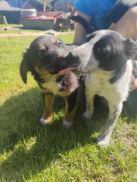 Zabawne pieski/kundelki