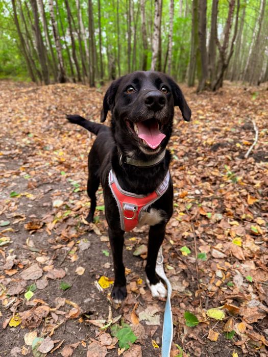 Młody, aktywny pies w typie rasy labrador. Czarny, średniej wielkości.
