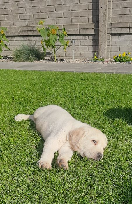 Labrador Biszkoptowy Piesek