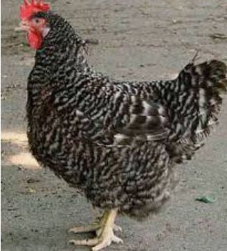 Инкубационное яйцо мастергрей Венгрия