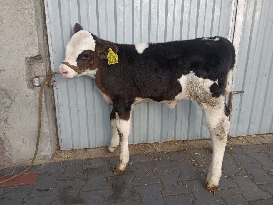 Cielak jałoszka simental