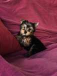 Piesek mini Yorkshire terrier