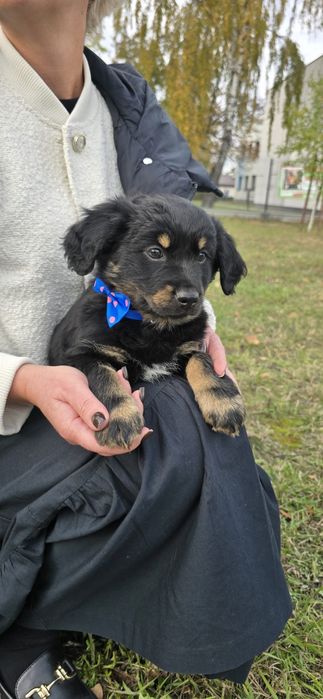 12 tyg maleństwo do pilnej adopcji ze wsi