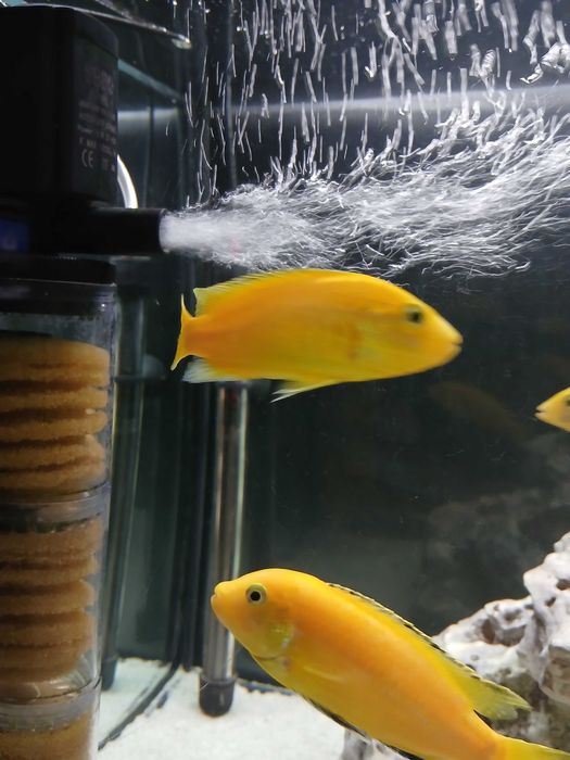 Casal juvenil Ciclideos caeruleus