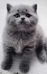 Macho British Shorthair