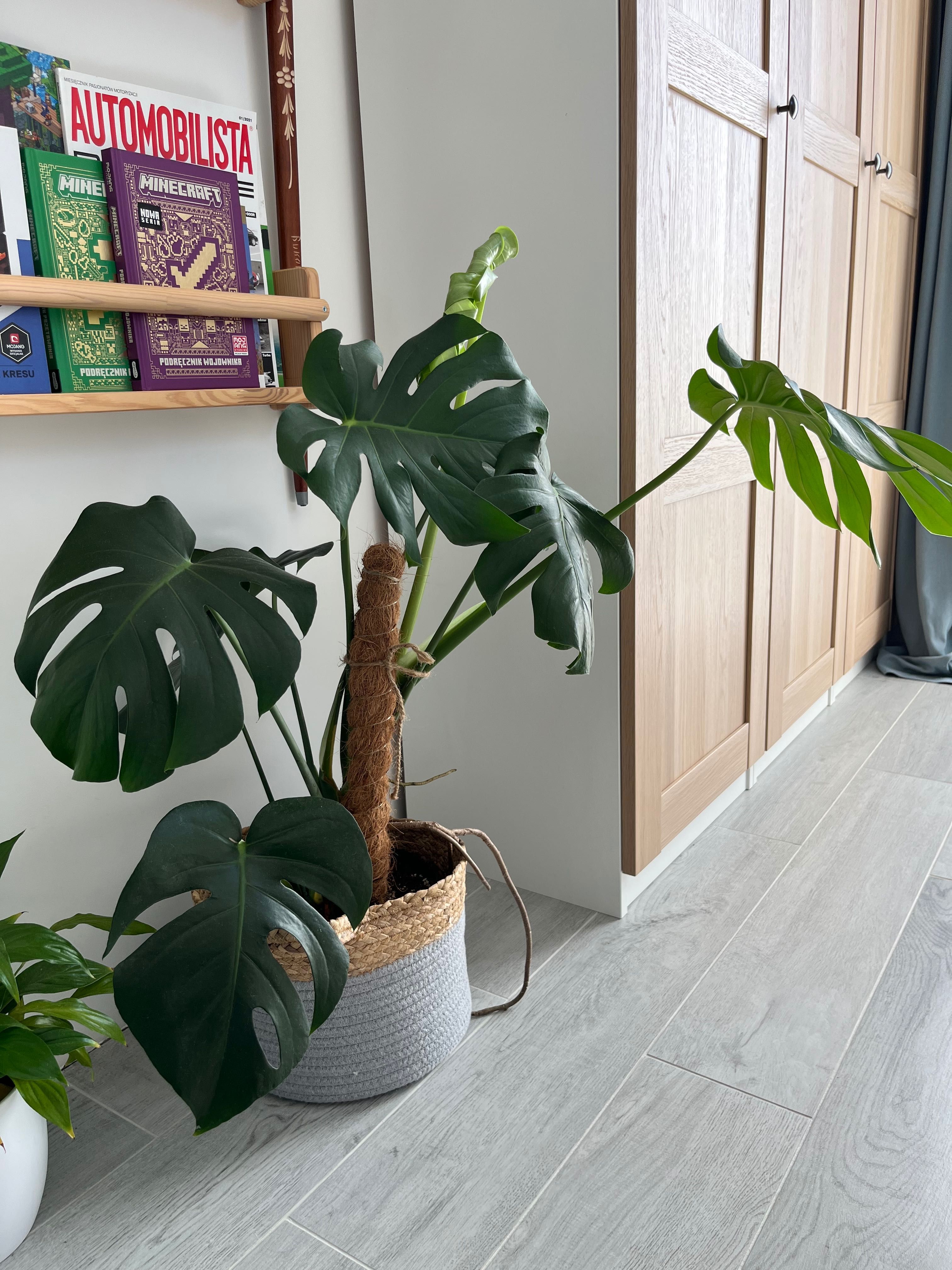 Monstera dziurawa Deliciosa