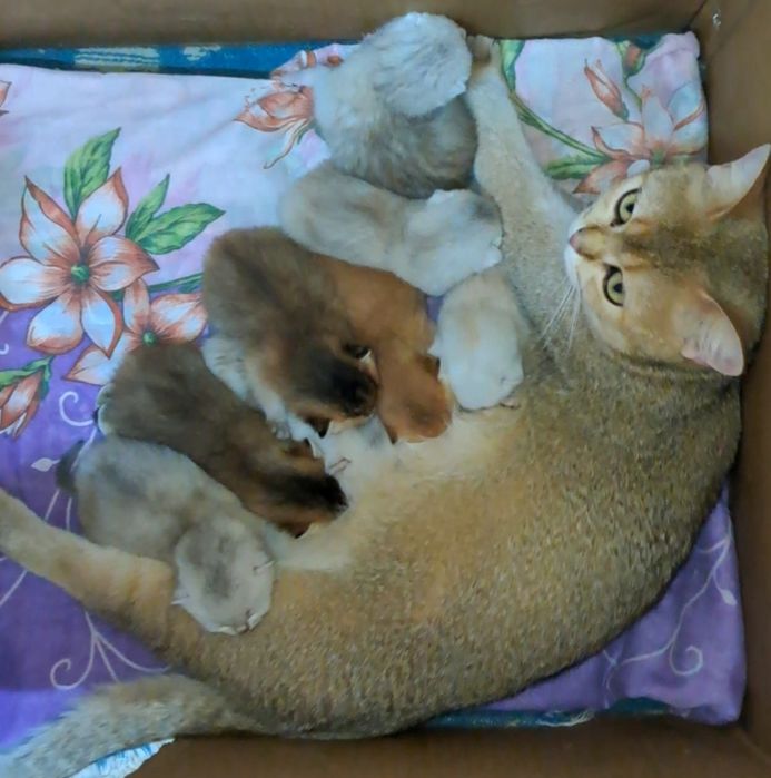 Шотландські прямовухі кошенятка