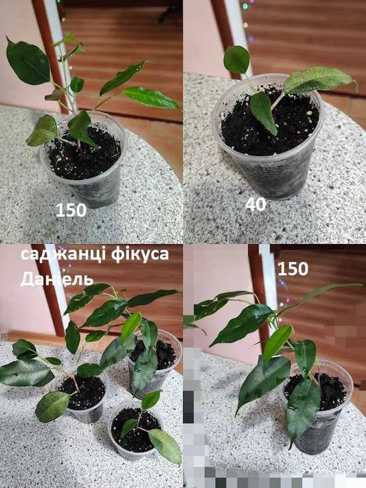 Фикус Даниэль деревце домашнее 76 см