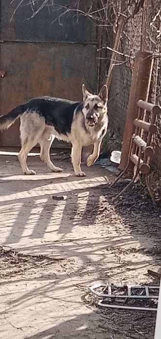 Продам щенков ВЕО