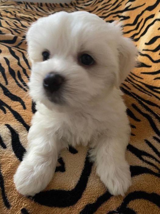 Bichon Maltes disponivel.
