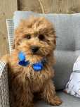 Cavapoo czerwony piesek do odbioru