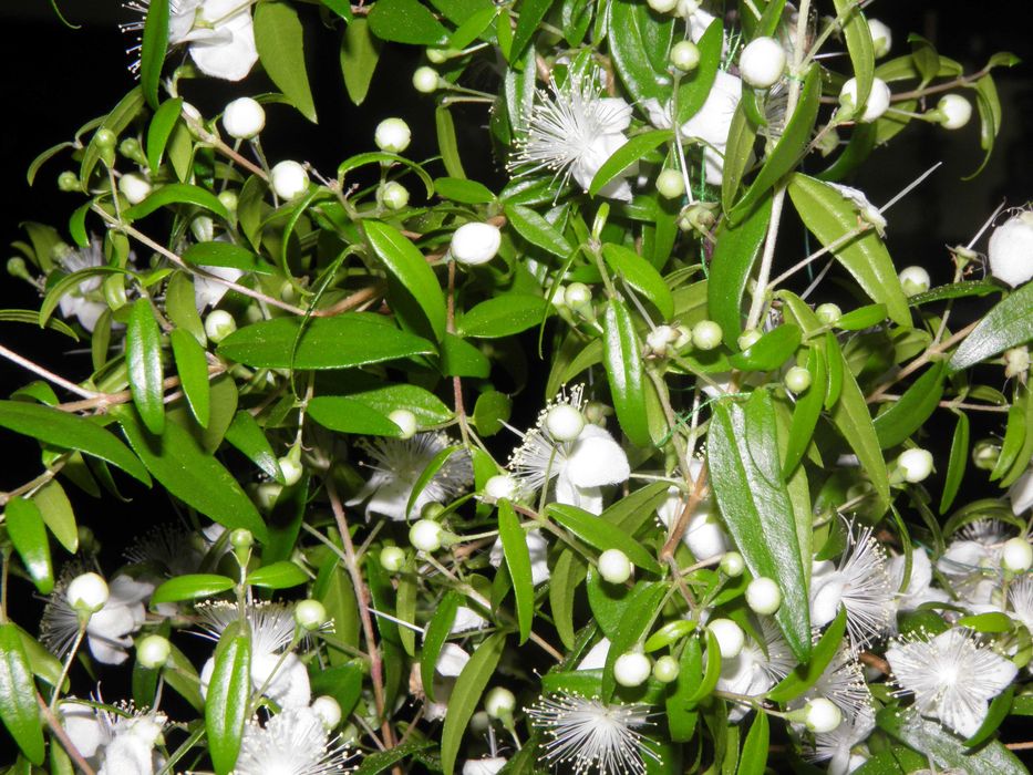 Mirt - zielone wyposażenie wnętrz  - dekoracja