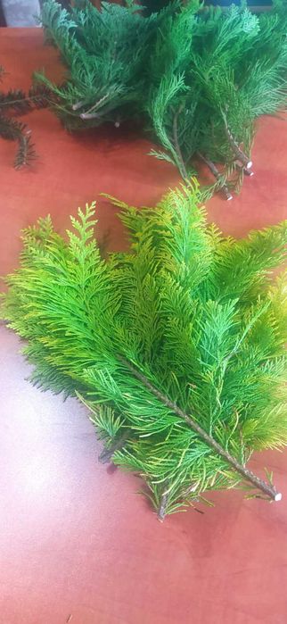 Gałęzie stroisz - Miks cyprysa tui i jałowca oraz sosny)