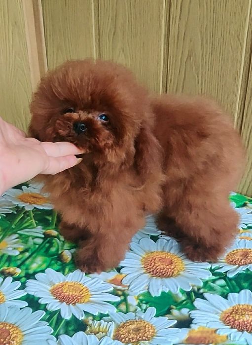 ‼️Китай , ТИКАП в разведение