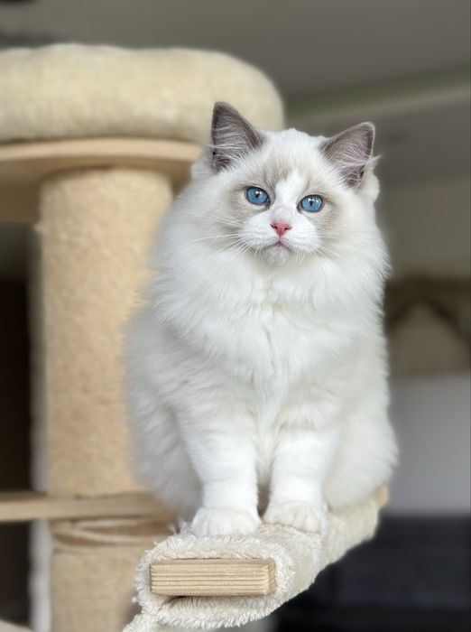 Śliczny kocurek ragdoll hodowlano wystawowy FIFE Fpl