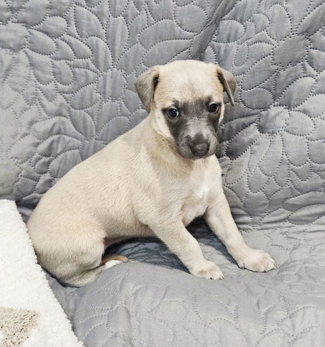 Chart angielski whippet suczka