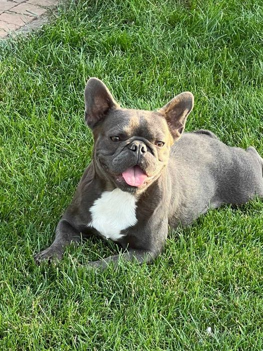 голуба дівчинка шукає сімю