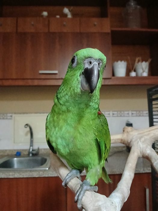 Amazonas auropaliatta